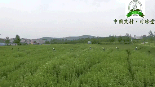 改良自《本草纲目》的护眼良方，眼睛疲惫一贴