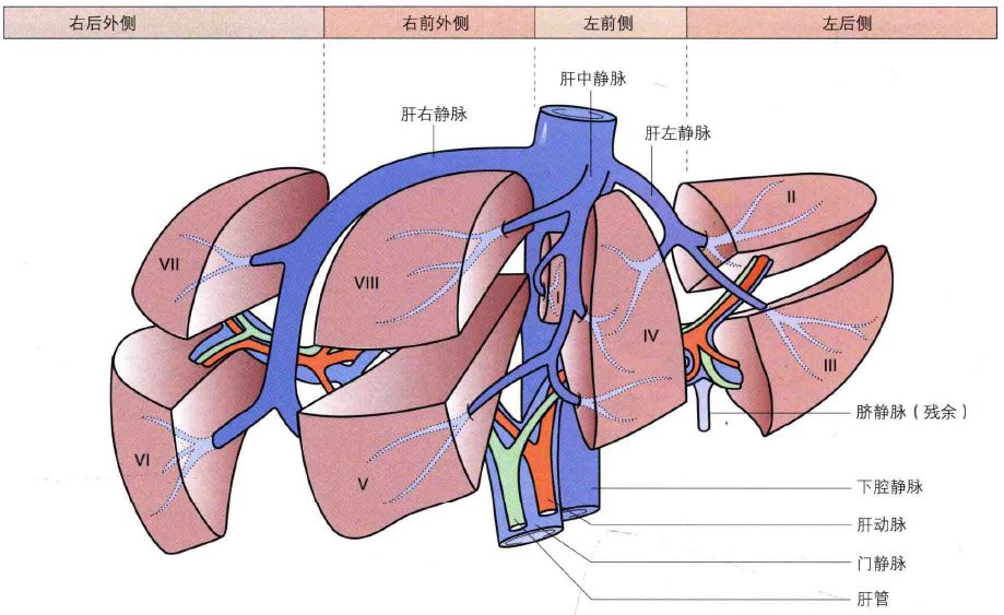 也许，这篇文章可以带你全面认识肝脏……