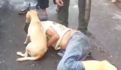 醉酒男子躺在马路上，忠犬寸步不离的守护在主人旁边，让人感动