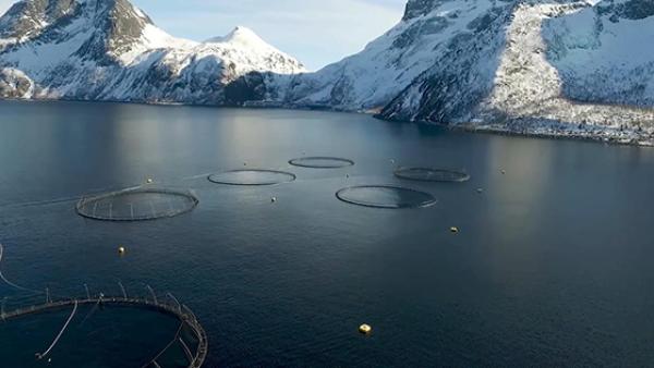 从过度捕捞到可持续发展，“三文鱼强国”挪威的渔业转型之路