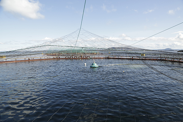 从过度捕捞到可持续发展，“三文鱼强国”挪威的渔业转型之路