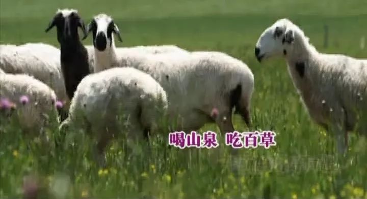 这样生长的草原羊就是优秀