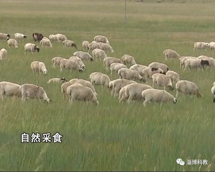 这样生长的草原羊就是优秀