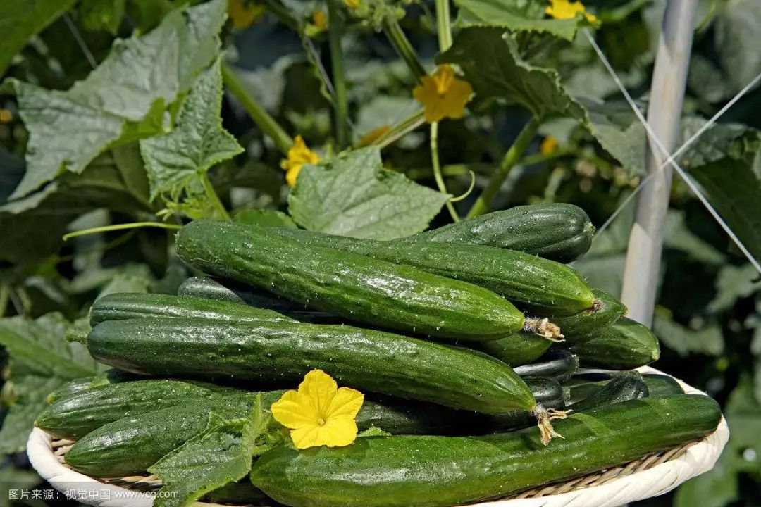 The word says old Beijing -- cucumber