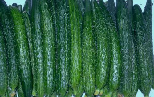 The word says old Beijing -- cucumber