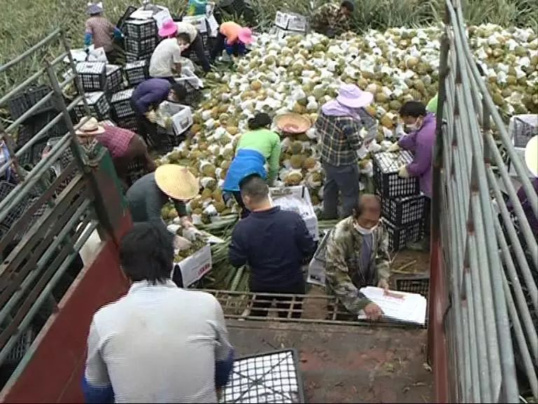 Dragon rolls pineapple to pluck busy appear on the market, neither of epidemic prevention rush in the harvest by accident