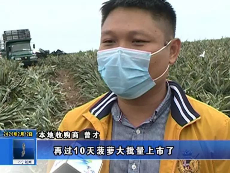 Dragon rolls pineapple to pluck busy appear on the market, neither of epidemic prevention rush in the harvest by accident