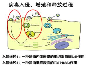 万邦德盐酸溴己新片获批准开展 治疗新冠病毒感染的肺炎应急临床科研攻关和创新应用研究