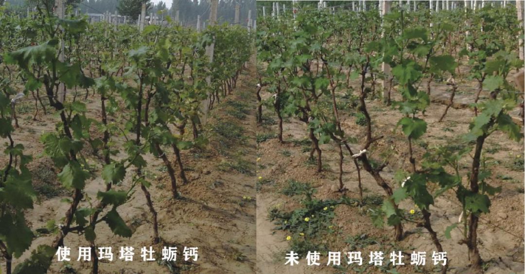 关注 | 大量试验效果图告诉你，为啥作物要用牡蛎钙