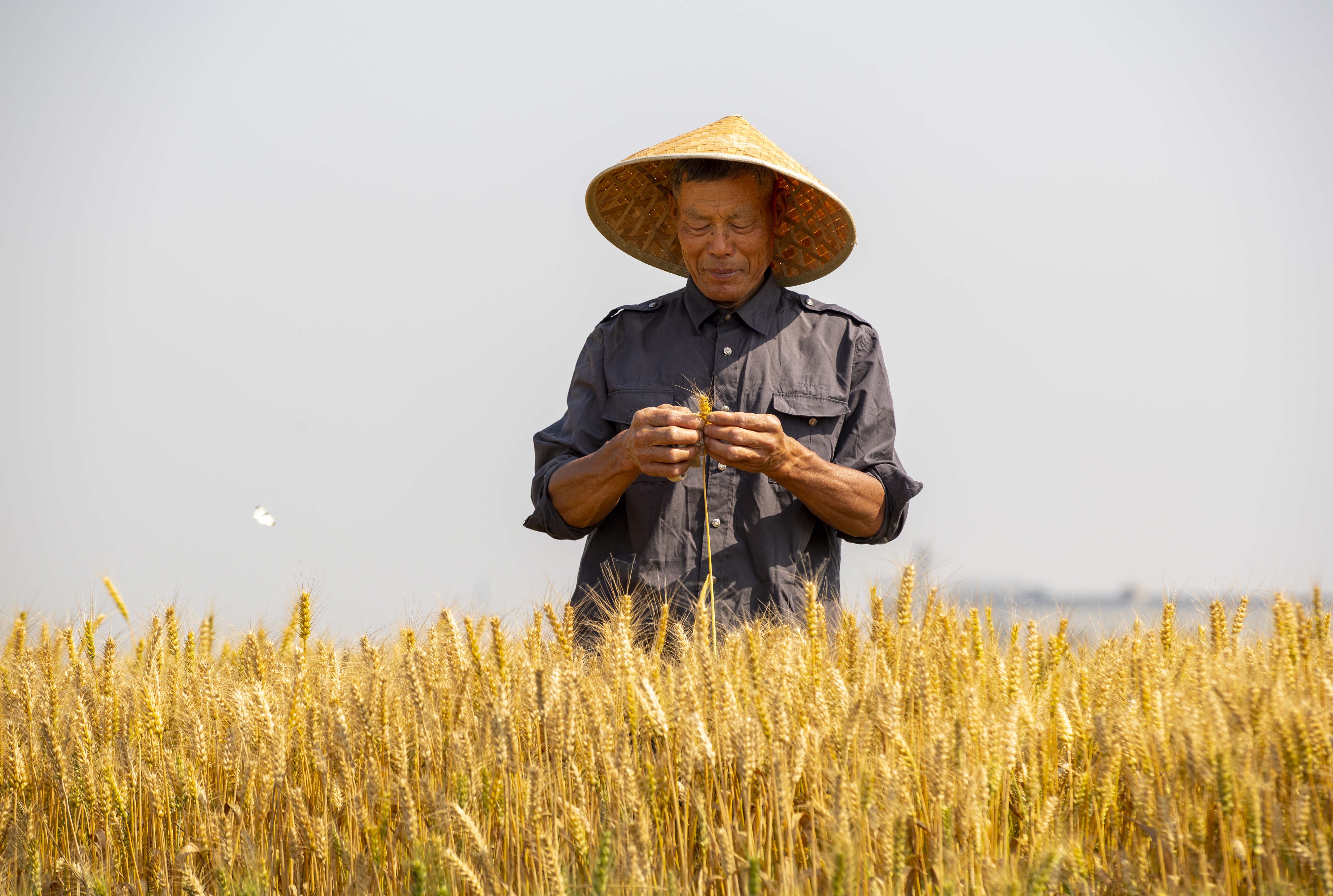 视觉江苏：小满至 泰州农民抓住时令开展农业生