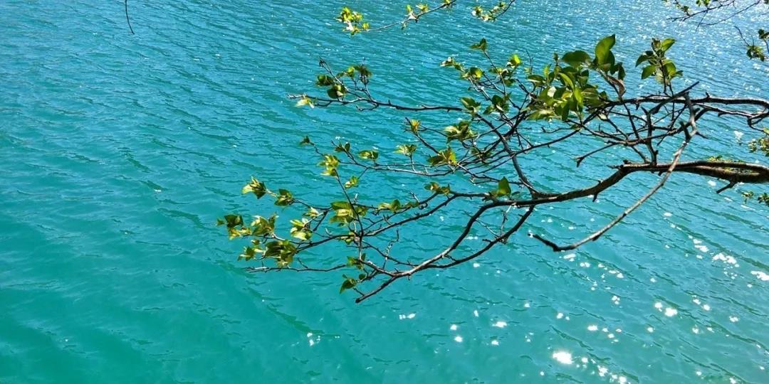 甘肃文县魅力天池文学采风作品选 | 陇上犁：天池：花树的倒影