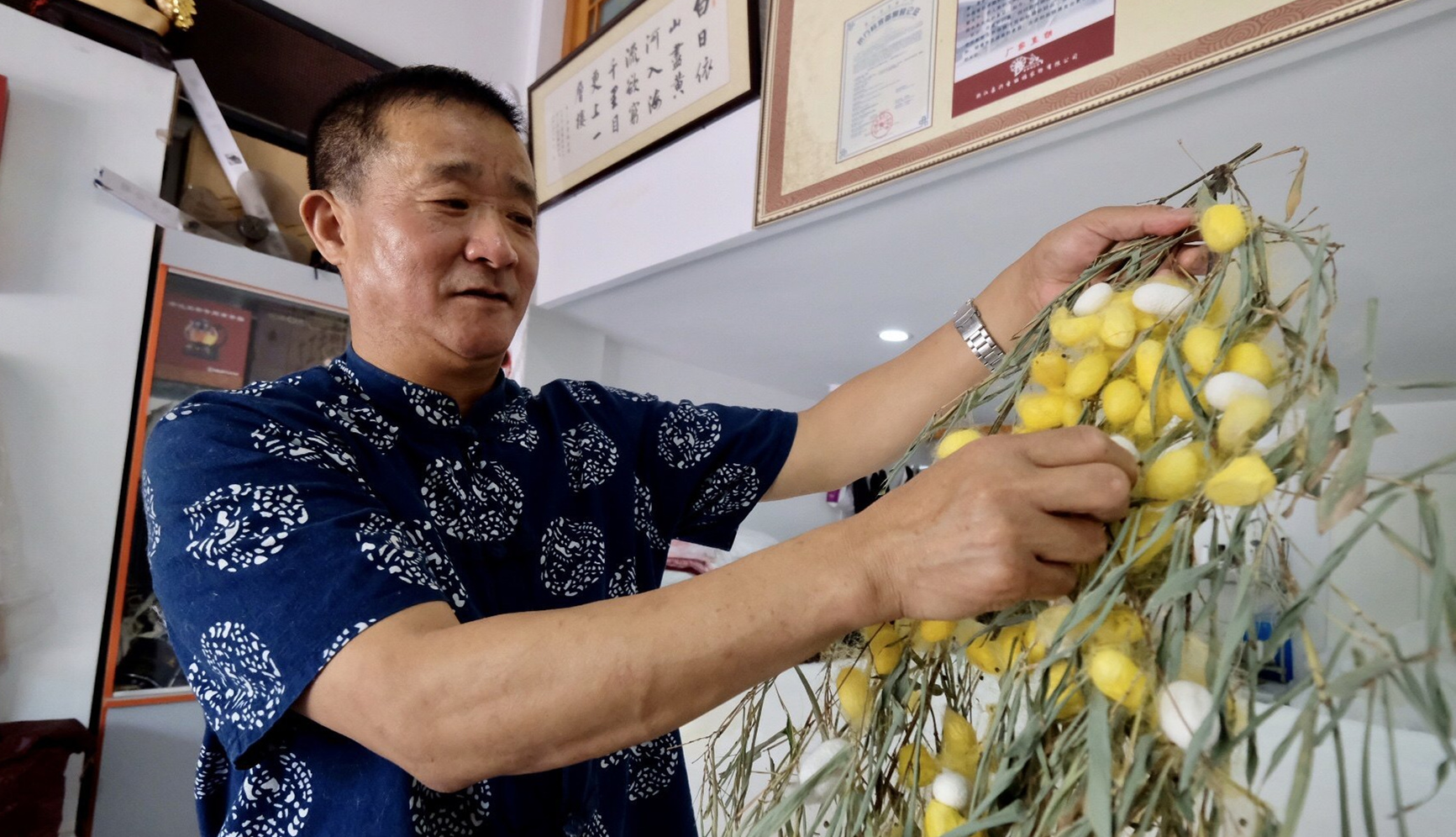 小满节气来了 "桑叶正肥蚕食饱" 从蚕到蚕