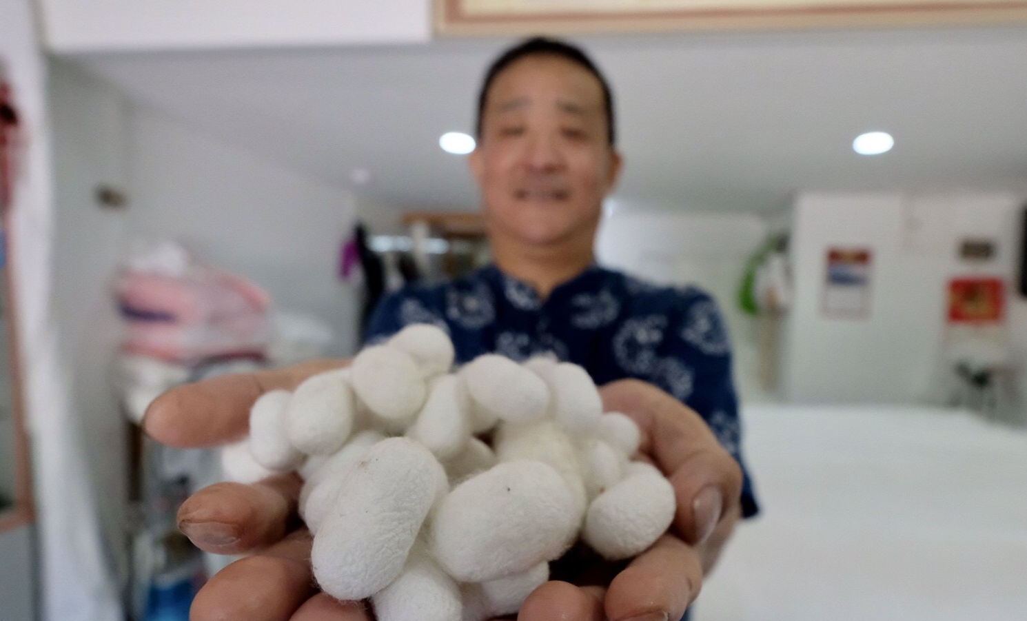 小满节气来了 "桑叶正肥蚕食饱" 从蚕到蚕