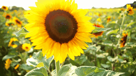 悠悠夏日长，7首诗词感受悠闲夏日-第5张图片-非凡网