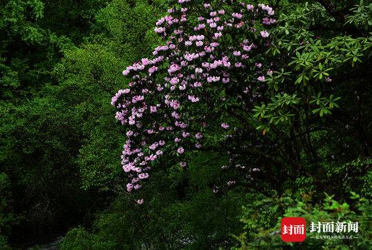 山中五月天，杜鹃花开映山红