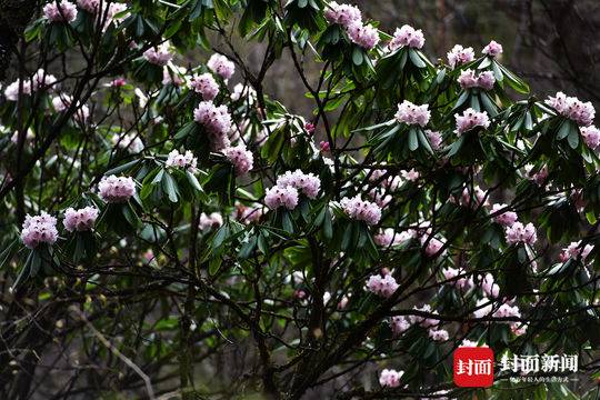 山中五月天，杜鹃花开映山红