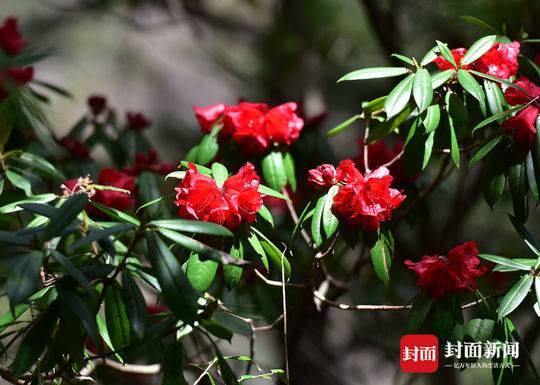 山中五月天，杜鹃花开映山红