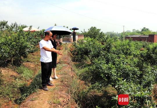 自贡富顺藤椒远销江浙台湾帮助60余农户年增收