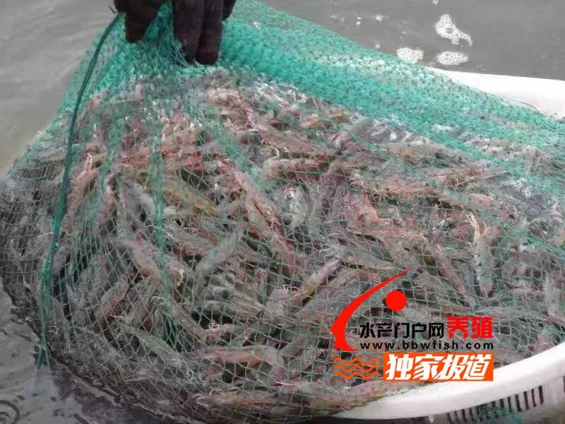 国外冻虾进口量大增，国内白虾量价齐跌，谁来