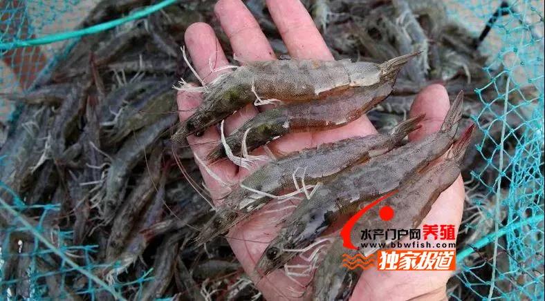 国外冻虾进口量大增，国内白虾量价齐跌，谁来