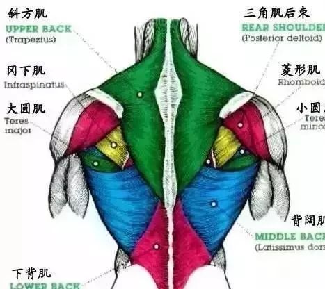 訓練背部的十個王牌動作，千萬別錯過？