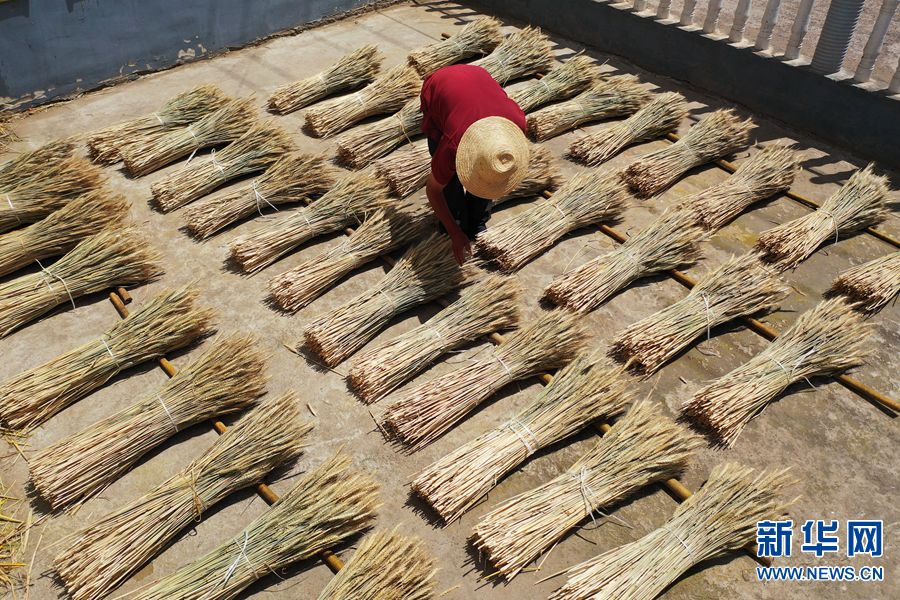 河南宝丰：干花小麦 助农增收