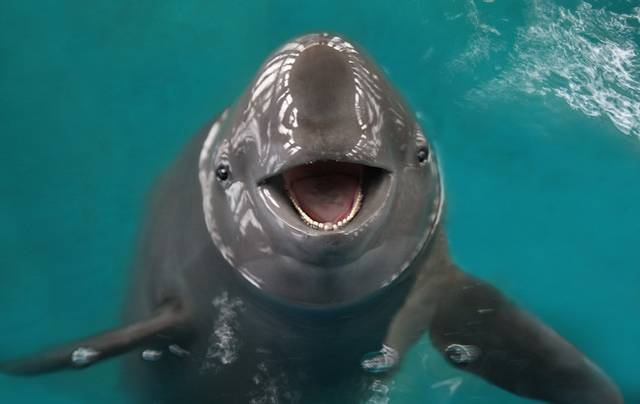 它是长江仅存的淡水鲸类，拟升级为“一级国宝”！留住“微笑天使”就是守护人类未来