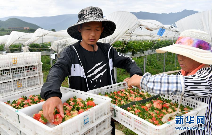 莓类产业助增收