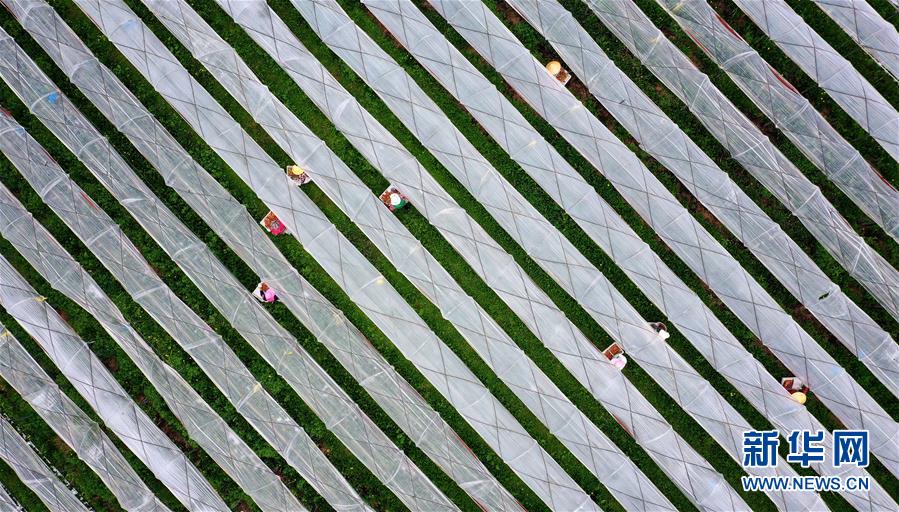 莓类产业助增收