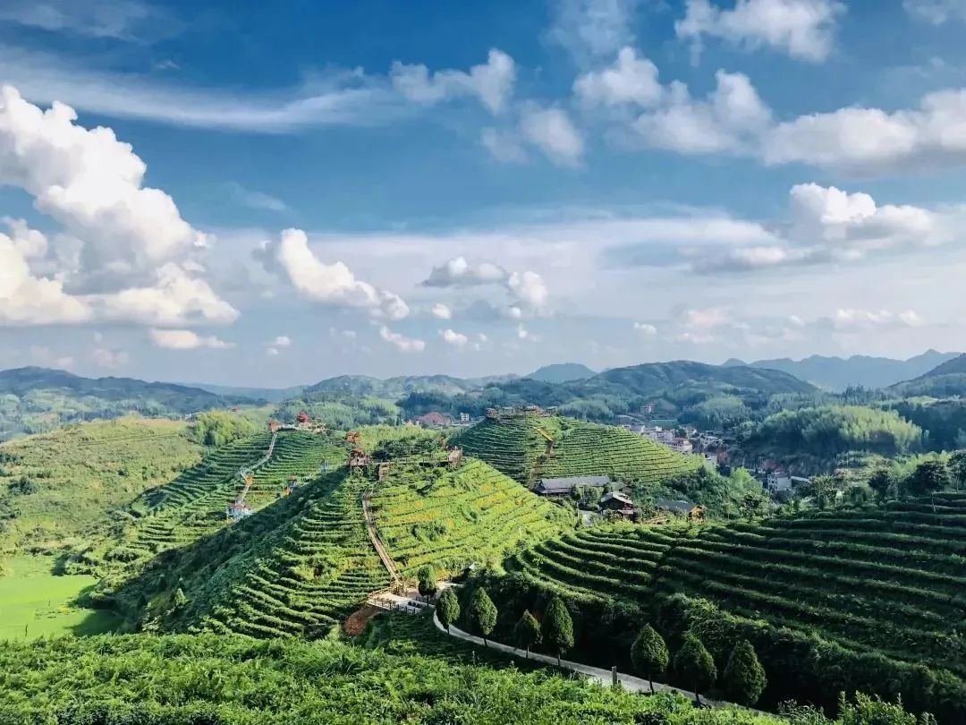 三联找chá | 可以喝的“美人”，有馥郁蜒香味