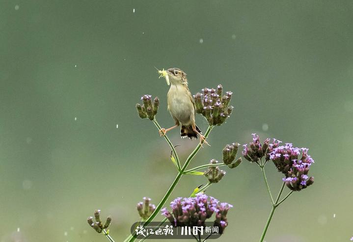 今日影像｜我是一只会劈叉神功的小小鸟