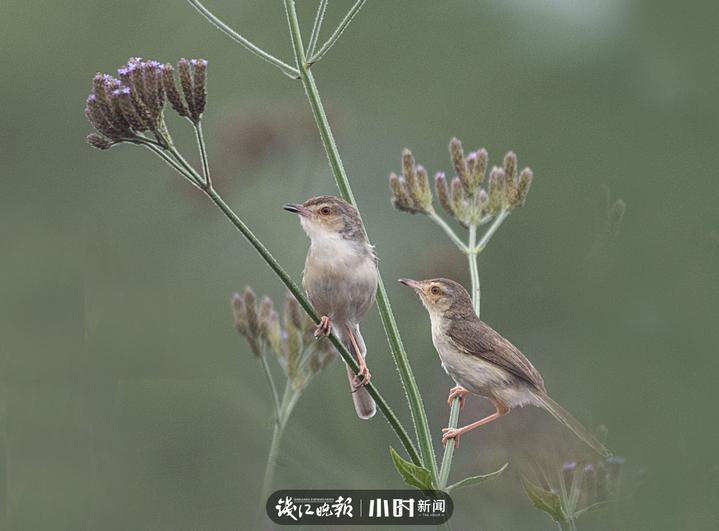 今日影像｜我是一只会劈叉神功的小小鸟