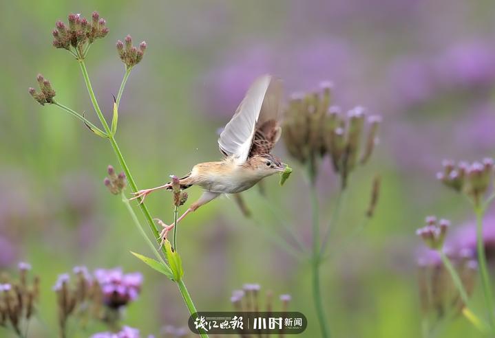 今日影像｜我是一只会劈叉神功的小小鸟