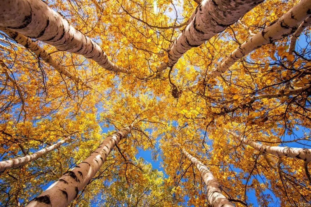 The beautiful Huamugou National Forest Park will fascinate you in minutes!