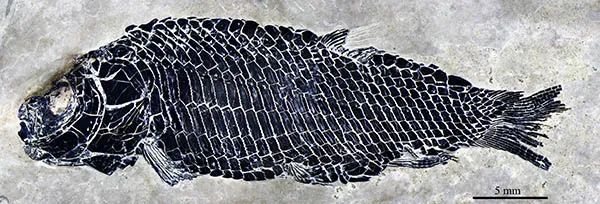 科学家发现清道夫型新鳍鱼类化石