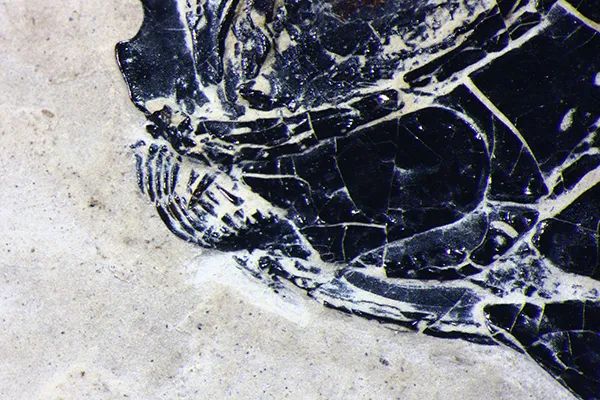 科学家发现清道夫型新鳍鱼类化石