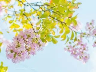 七月末了，还不去看紫薇花吗？