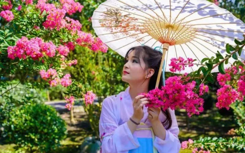 七月末了，还不去看紫薇花吗？