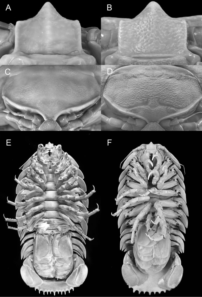 科学家在印尼发现“海蟑螂”被确定为全新物种