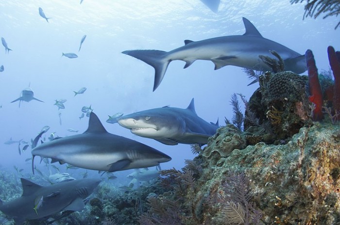 全球20%珊瑚礁中的鲨鱼已经 "功能性灭绝"