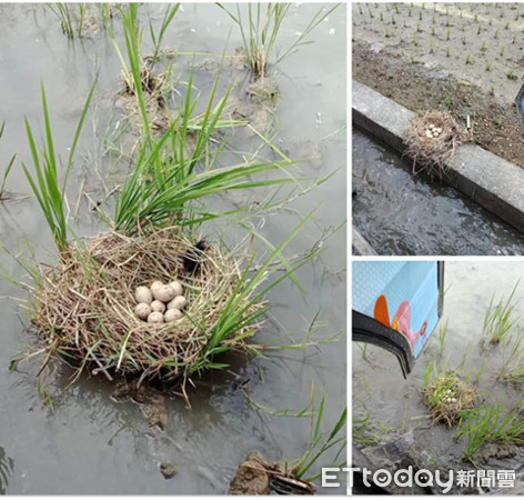 田中间遇“最强钉子户”3颗蛋占地盖屋　他笑笑