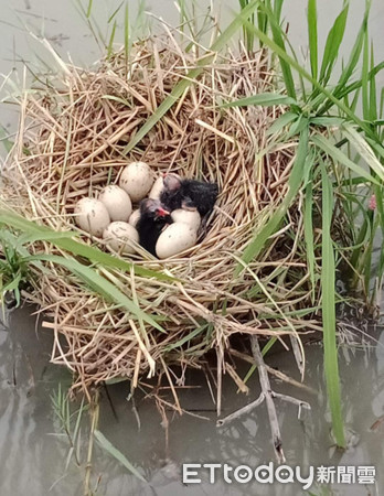 田中间遇“最强钉子户”3颗蛋占地盖屋　他笑笑