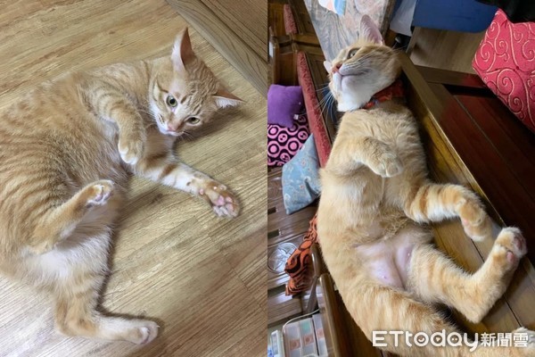 阿爸走后...猫孩静坐灵照旁陪伴！　头七狂喵急