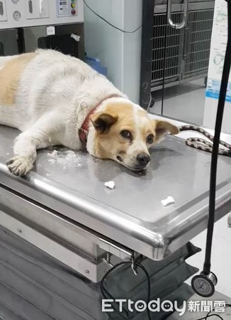 生病软瘫诊疗台！　暖心汪见人「硬挤微笑」打