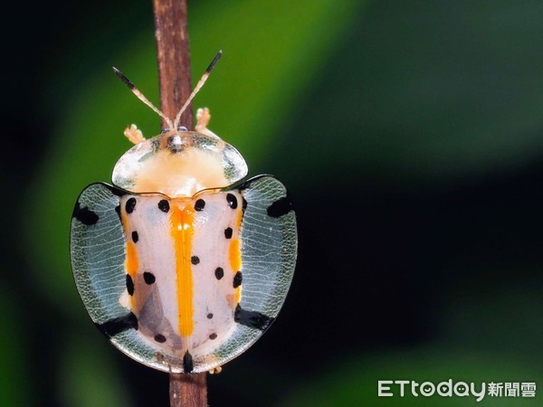 登山见超萌大眼神秘“绿鲤鱼”！　他揭真实身