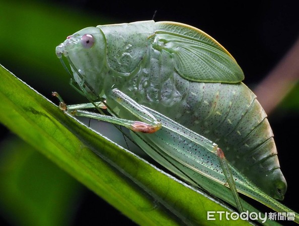 登山见超萌大眼神秘“绿鲤鱼”！　他揭真实身