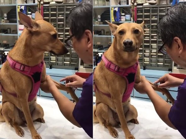 兽医悄悄话安抚“借我抽一下”　勇敢汪见针筒