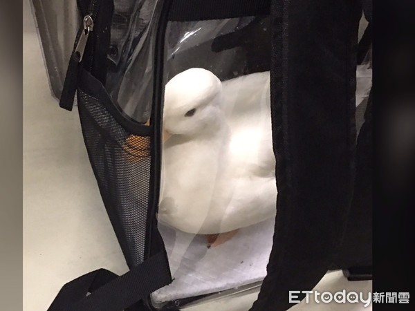 搭捷运耳边传来呱呱声“他低头一见马上融化”