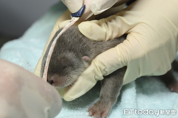 欧亚水獭金莎第三胎是女娃！　宝宝检查唉叫妈