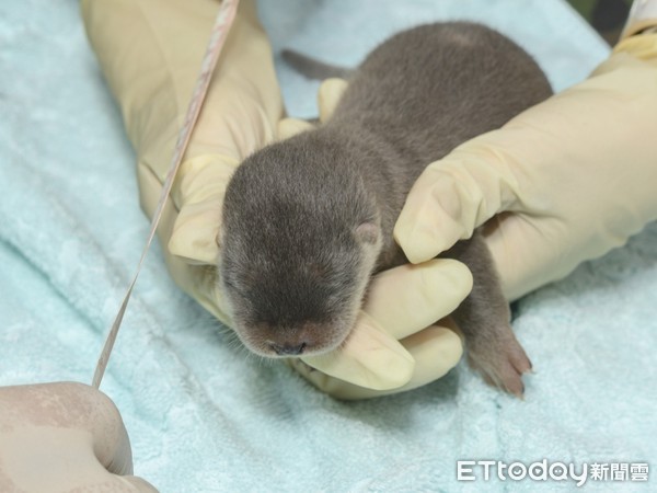 欧亚水獭金莎第三胎是女娃！　宝宝检查唉叫妈